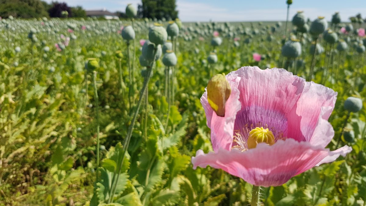 natur mohnblumen traunviertel