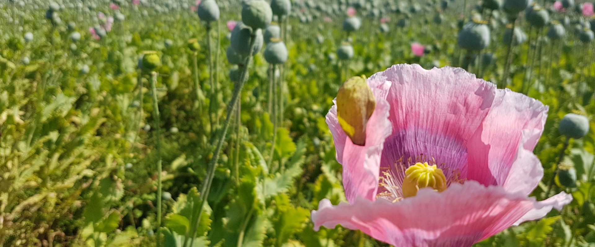 natur mohnblumen traunviertel