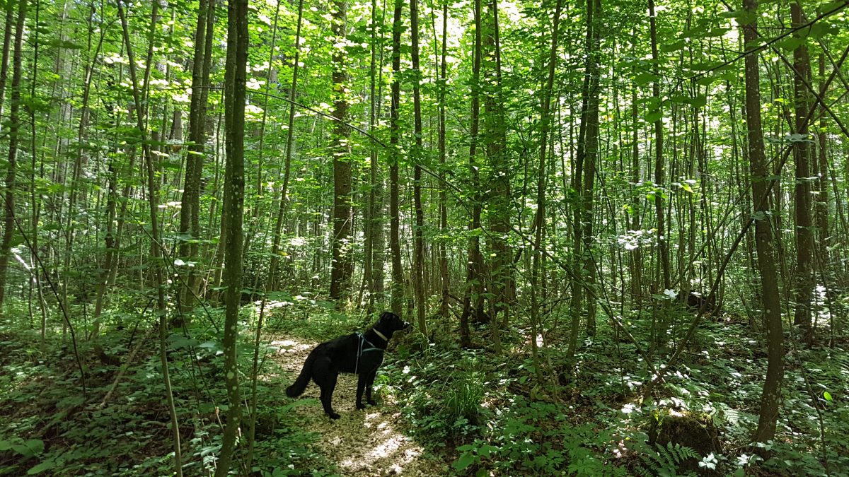 hallerwald mit hund