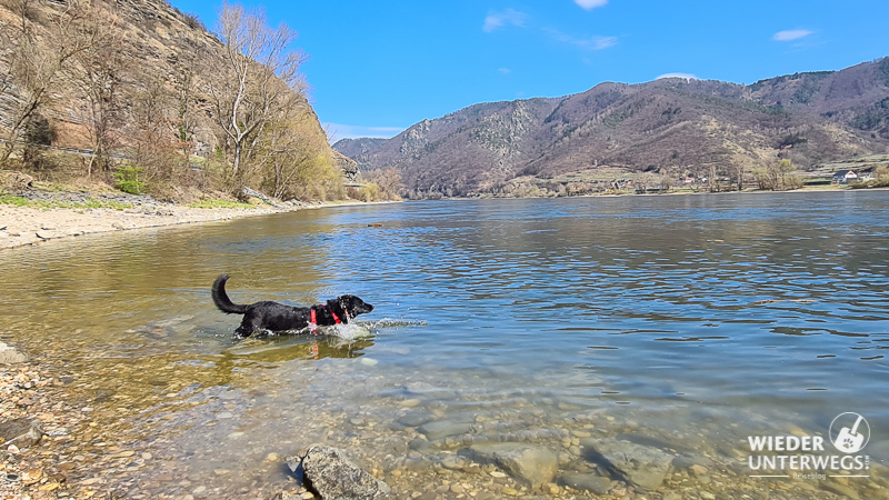 hund badet in donau