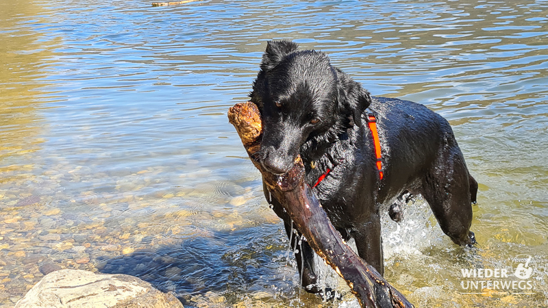 hund holt holz in donau wandern spitz