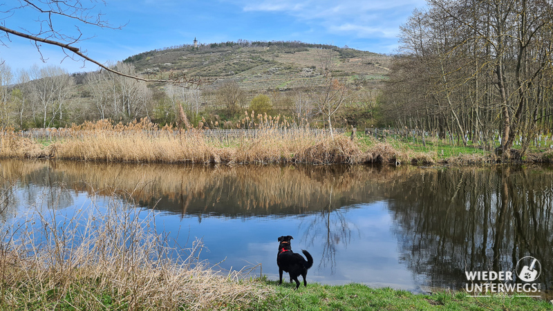 kamptalwarte blick