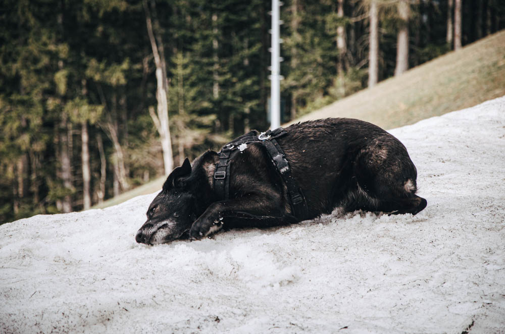 Hund beim Schnee Wälzen Semmering