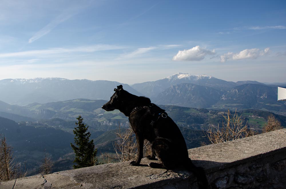 Mit Hund wandern Semmering