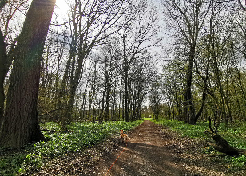 Auwald wandern donauauen