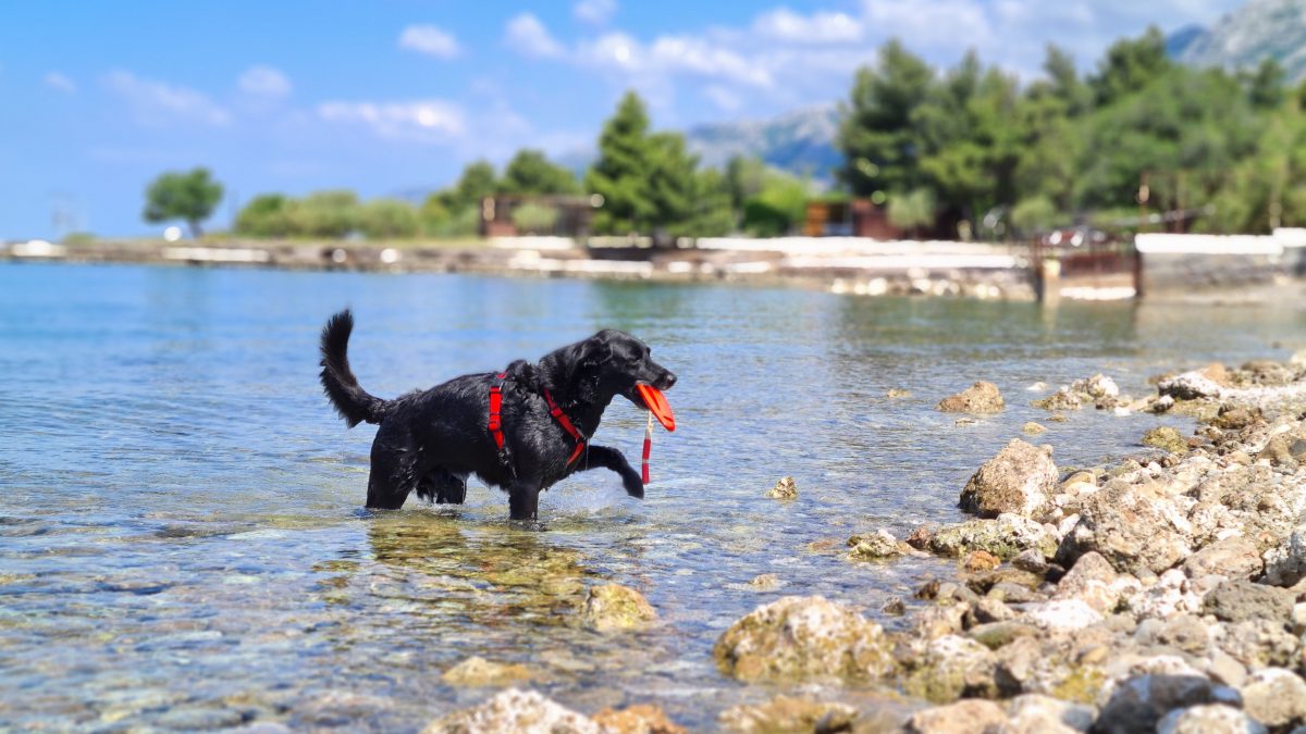 hund am strand paklenica