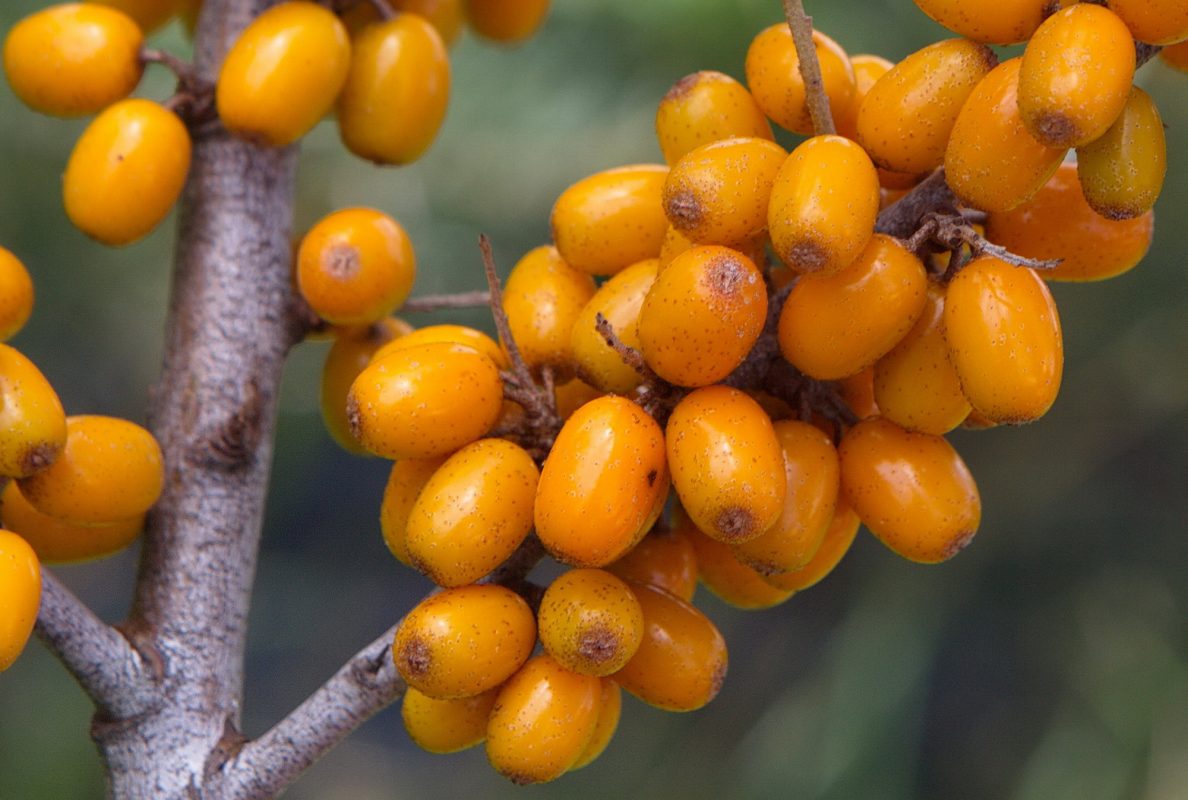 Bio Sanddorn leuchtend orange