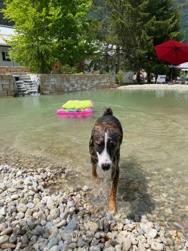 badeteich residenz gruber urlaub mit hund gastein