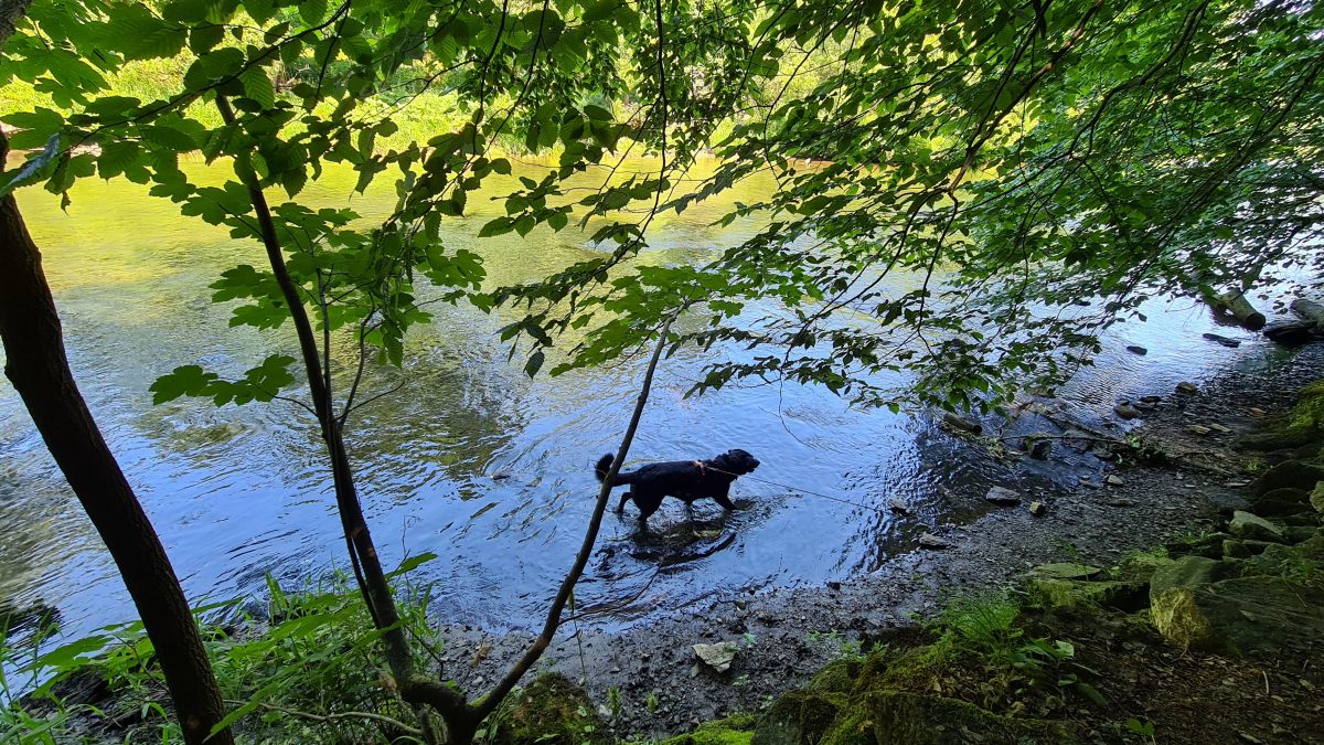 thaya hundebaden