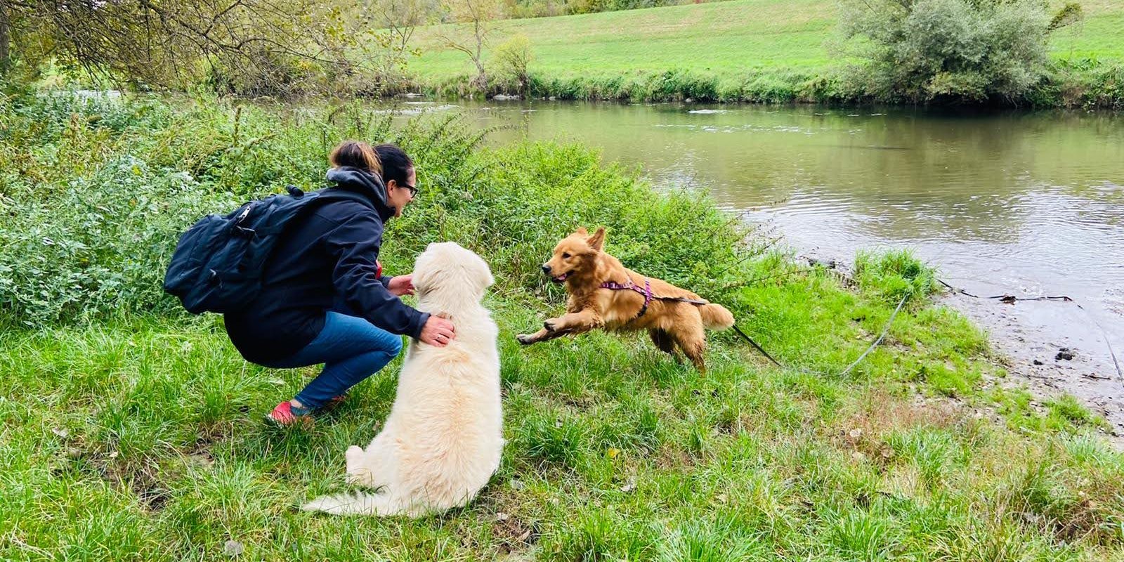 hundeurlaub vela on tour