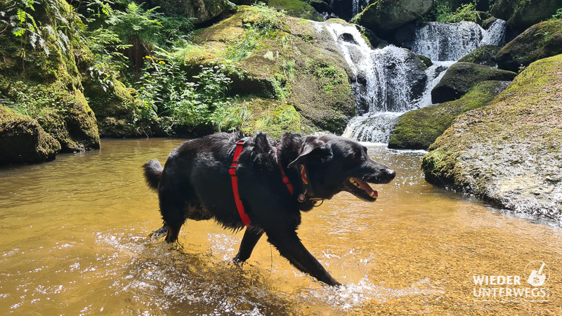 lohnbachfall waldviertel mit hund ausflug zum baden