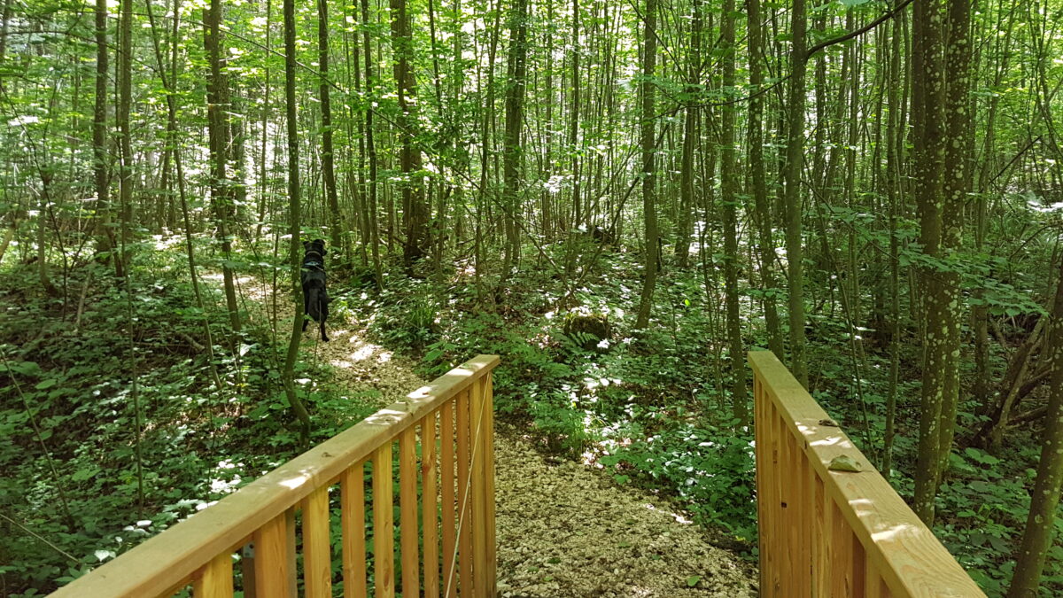 Hallerwald Wanderung