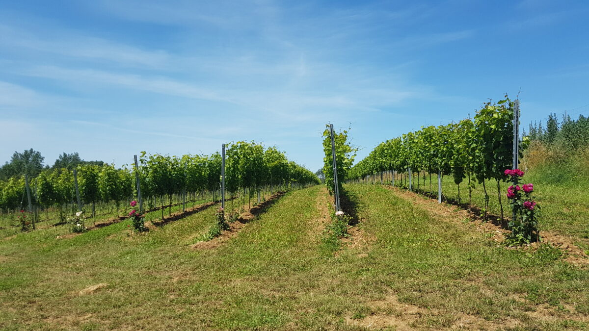 wein traunviertel bad hall weinbau rogl