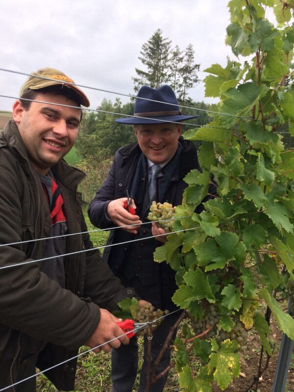 Weinbauer Rogl bei der Jungfernlese