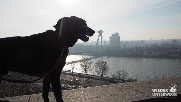 Hund vor UFO Bratislava