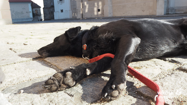 müder hund bratislava