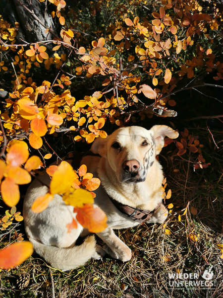 Hund im Herbstlaub wandern harzberg