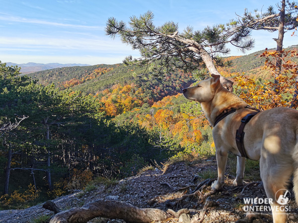 Hund wandern bad vöslau