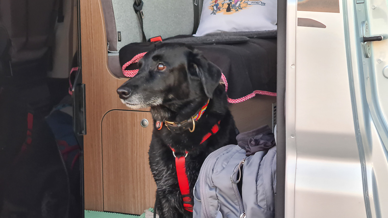 hund im campingbus cicero