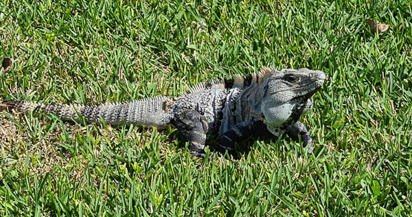 Leguan in Tulum, cancun