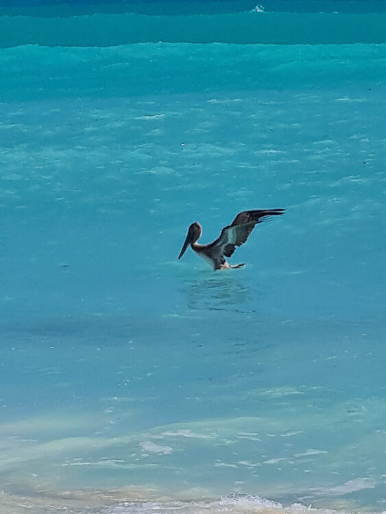 Pelikan am beach cancun