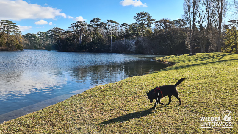 Schlossteich im Park Laxenburg mit Hund