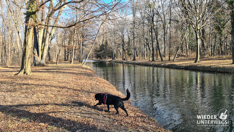 Wald und Wasser am Kanal mit Hund im Schlospark Laxenburg