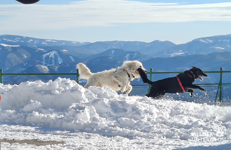 schneeschuhwandern mit hund auf der rax