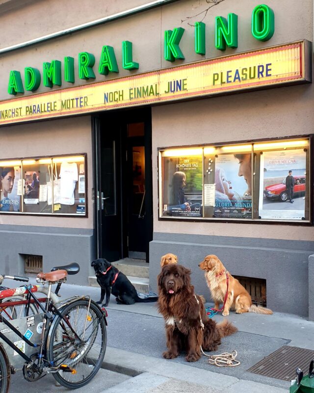 Hunde im kino admiral wartend