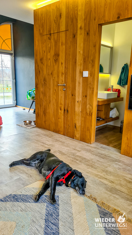 hund im studio pro village