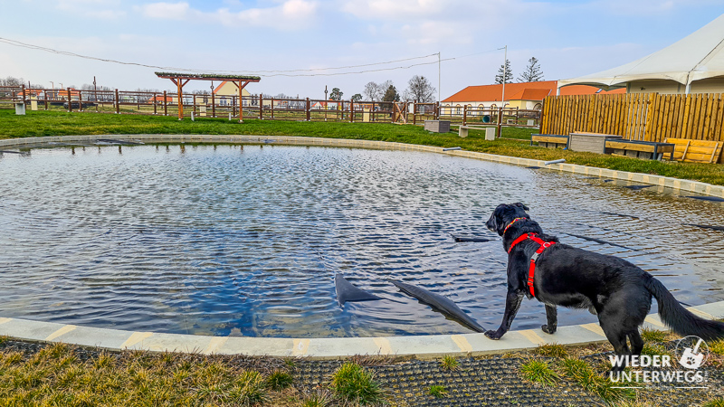 Hundebadeteich Pro Village