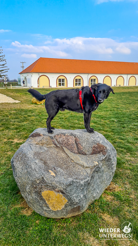 hund am parcours