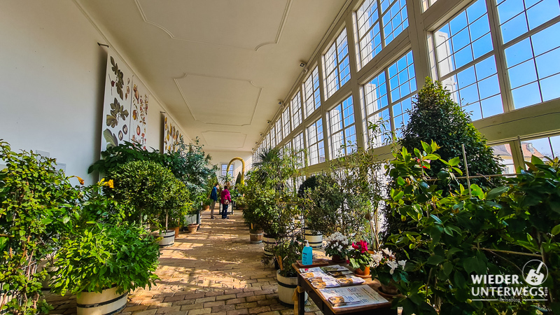 Orangerie Schloss Hof Pflanzen