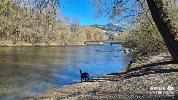 Mur Badestrand Hund Murinsel