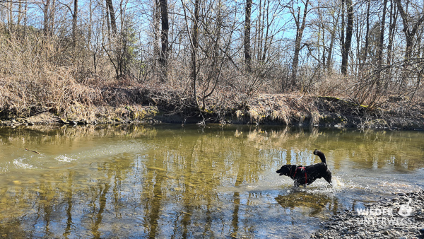 Renaturierungsgebiet baden mit hund murinsel camping