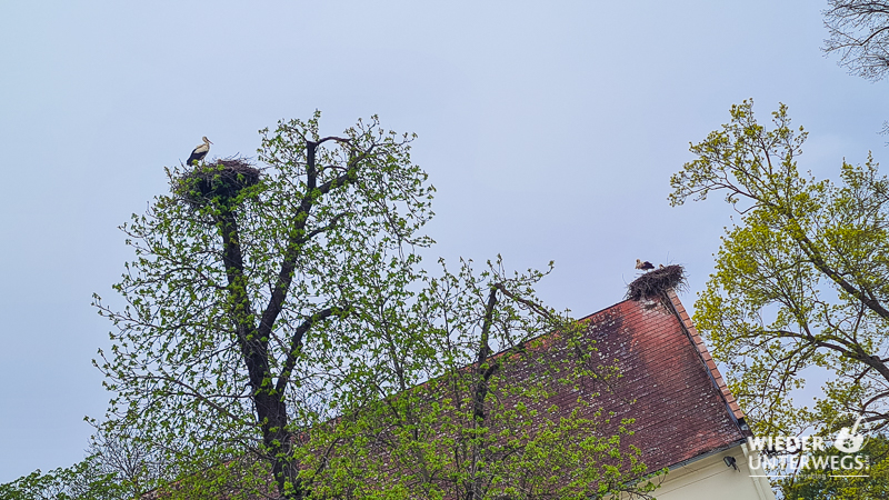 störche marchegg schloss
