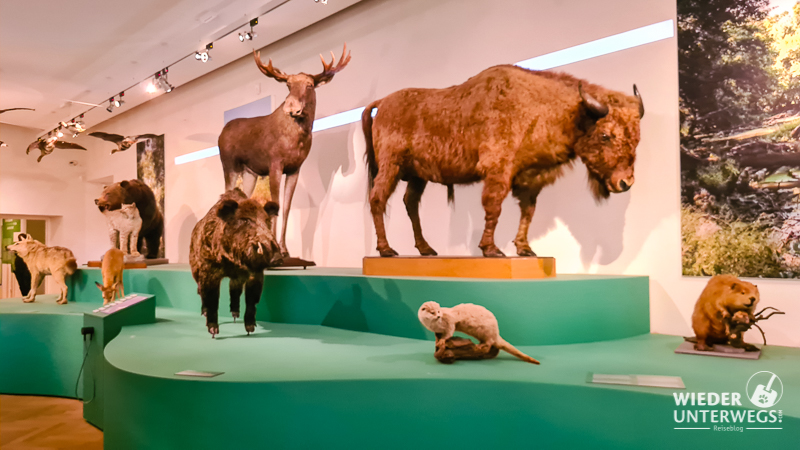wisent im marchfeld, ausstellung marchegg