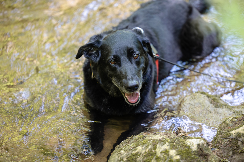 hund badend im fluss johannesbachklamm, foto: kevin zumbo