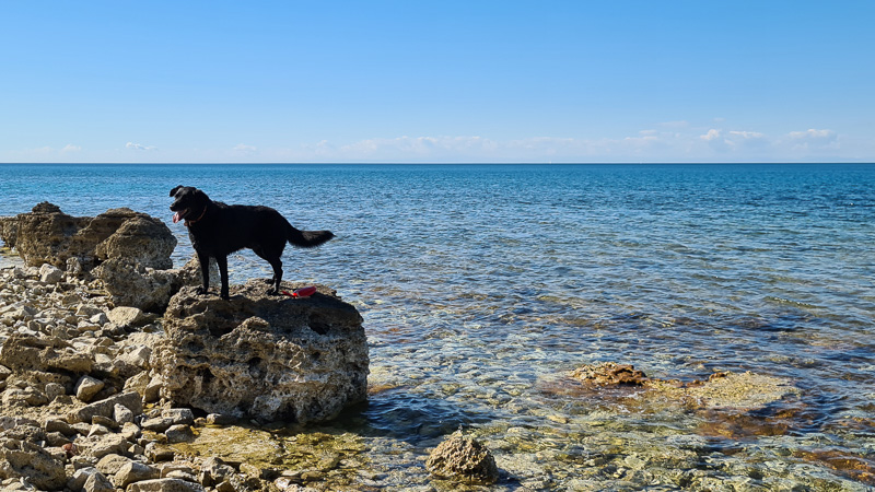 Hund im Meer