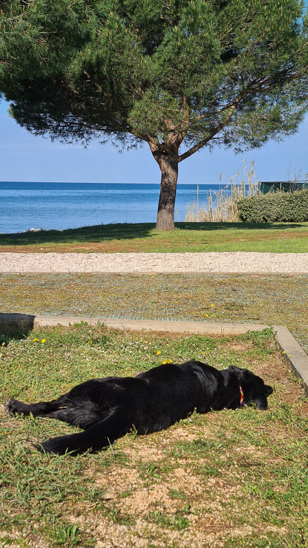 campingplatz umag mit hund