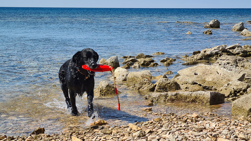 Hundestrand umag hund spielend