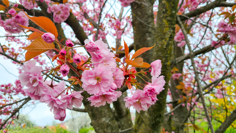 frühling in der oststeiermark