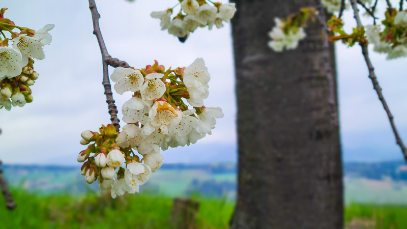 Blüten Frühling Oststeiermark