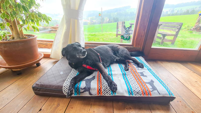 Ferienhaus De Buigne Hundebett Pöllau Oststeiermark