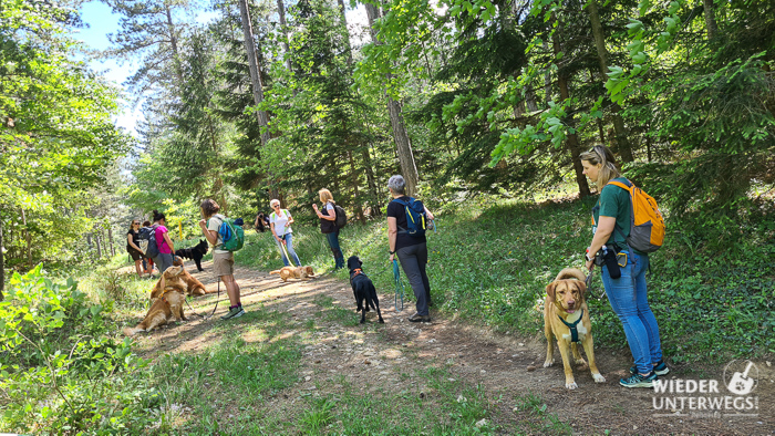 hundewanderung johannesbachklamm