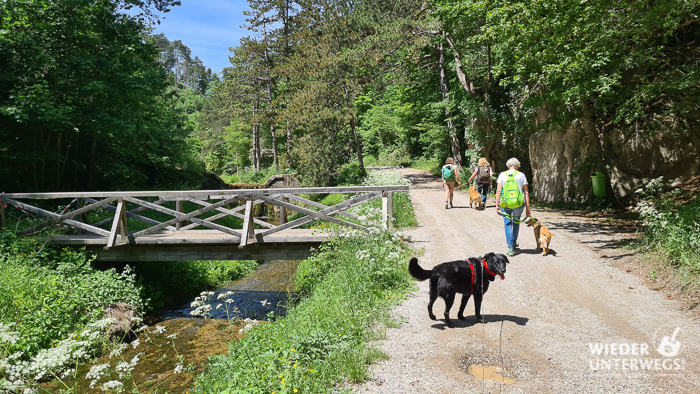 Hundewanderung Johannesbachklamm