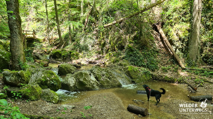 baden johannesbachklamm hund