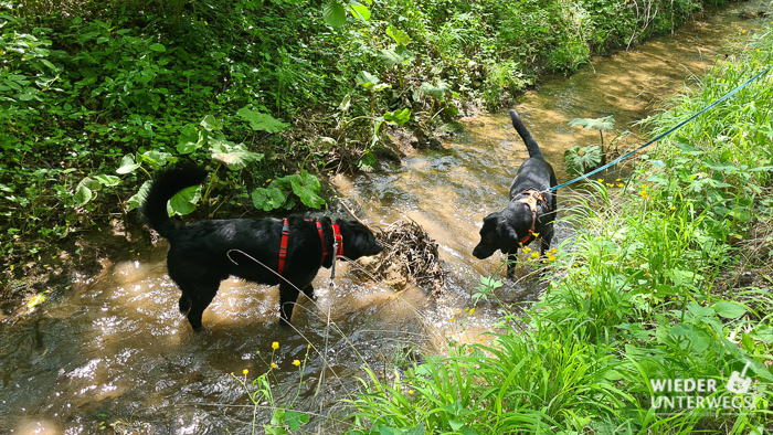 hunde pritscheln im Bach