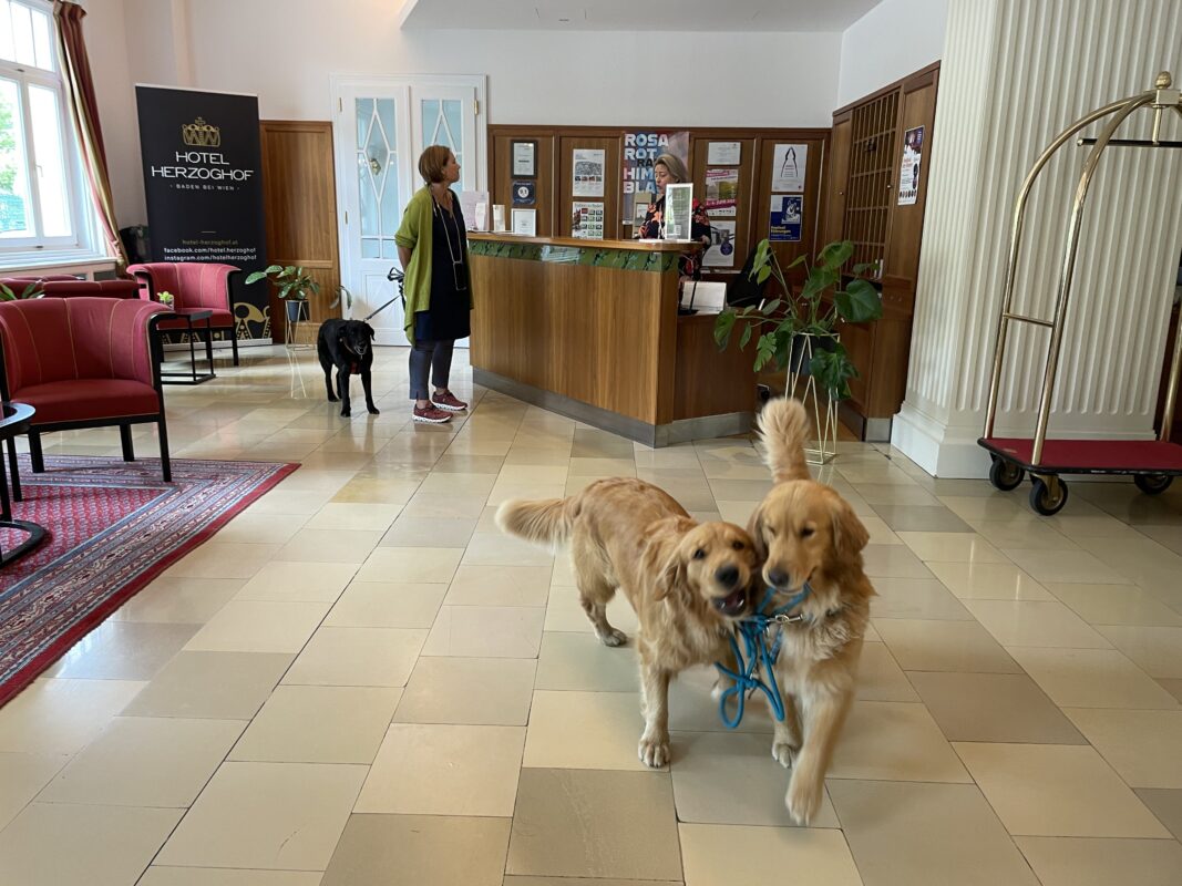 hunde willkommen check in im hotel herzoghof