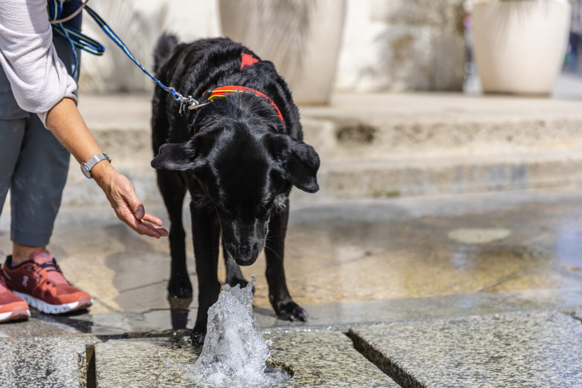 hunde willkommen in baden, hund am springbrunnen